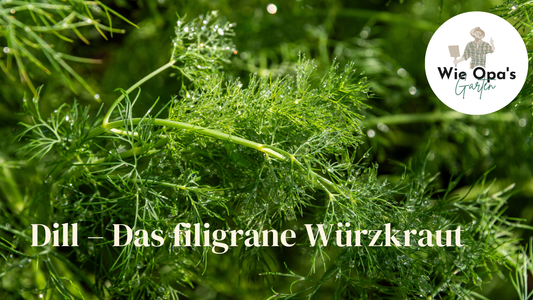 Dill – Das filigrane Würzkraut