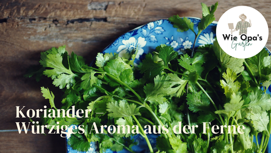 Koriander – Würziges Aroma aus der Ferne