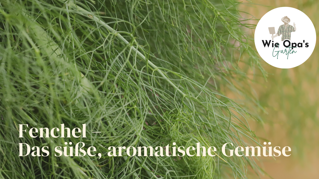 Fenchel – Das süße, aromatische Gemüse