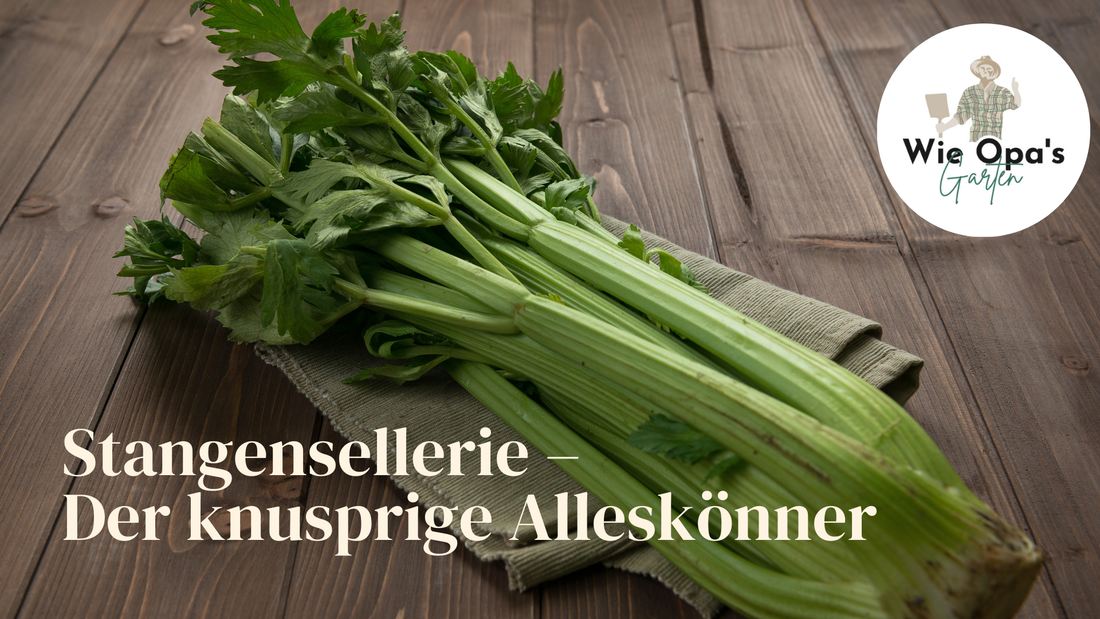 Stangensellerie – Der knusprige Alleskönner