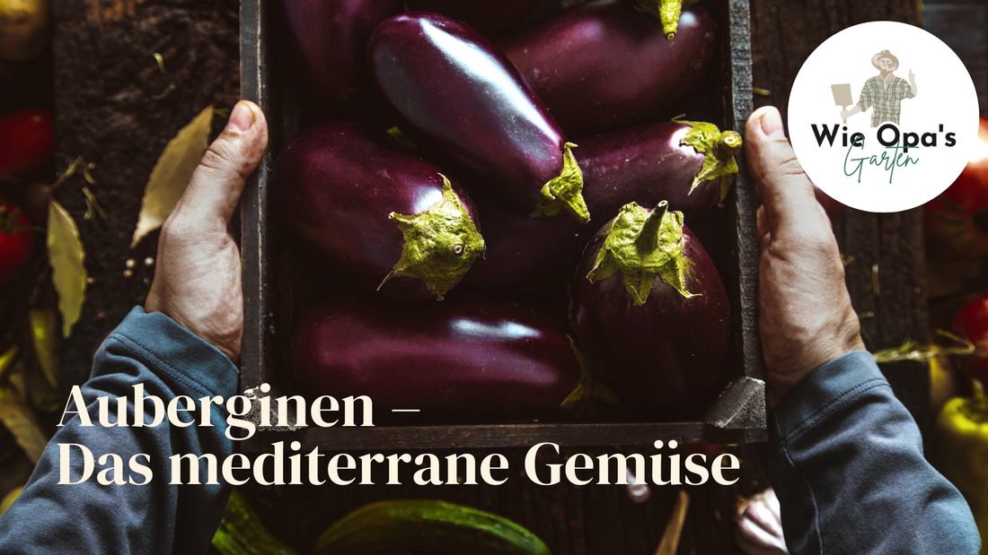 Auberginen – Das mediterrane Gemüse