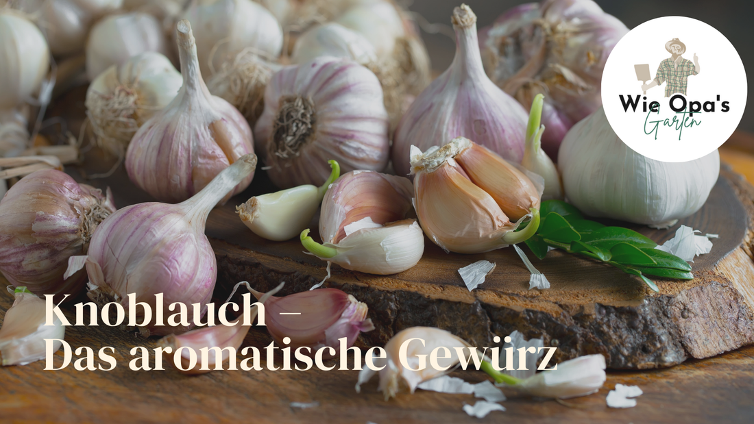 Knoblauch – Das aromatische Gewürz